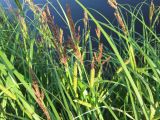 View full-size image Carex acutiformis