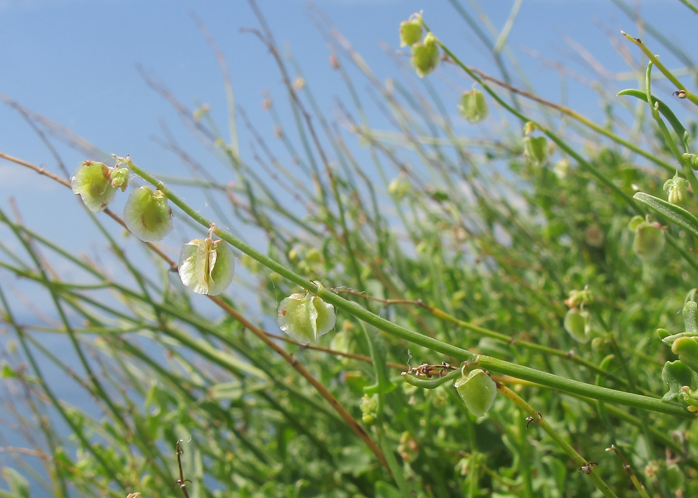 Image of Rumex hastifolius specimen.