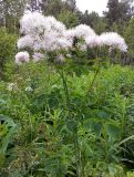 Thalictrum aquilegiifolium. Цветущие растения на зарастающей просеке. Московская обл., Талдомский р-н. 23.06.2014.