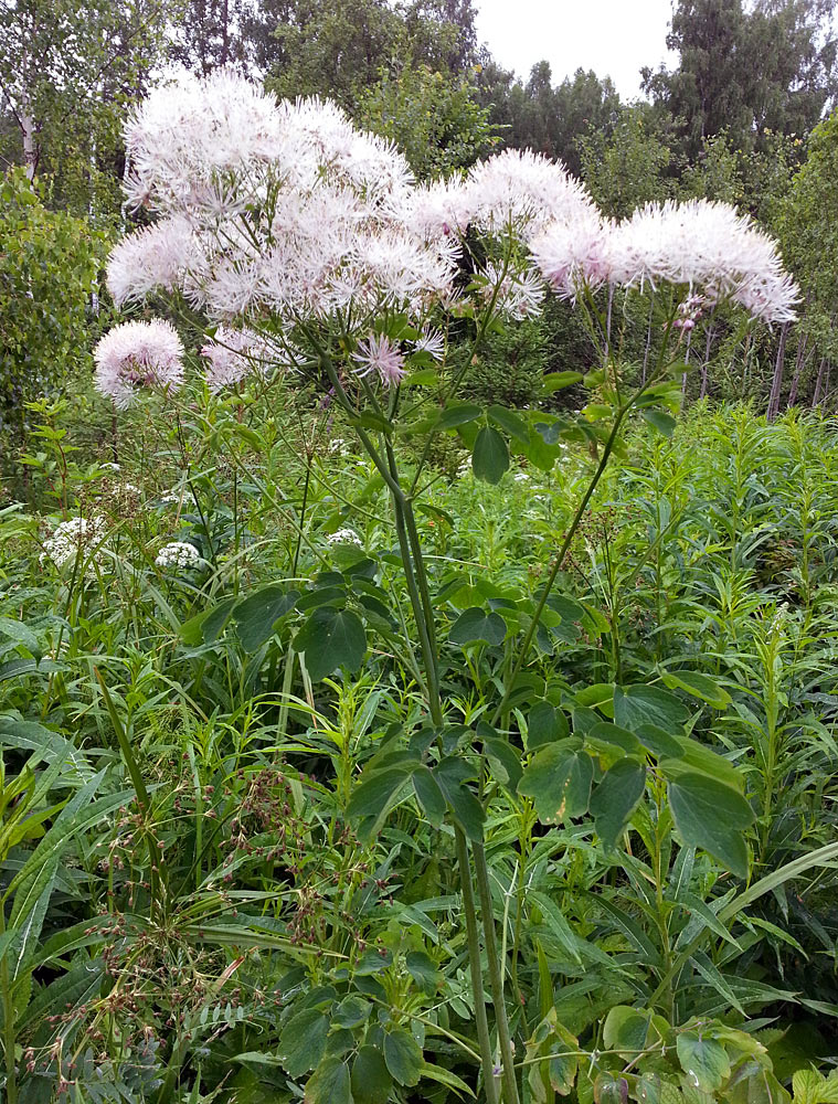 Image of Thalictrum aquilegiifolium specimen.