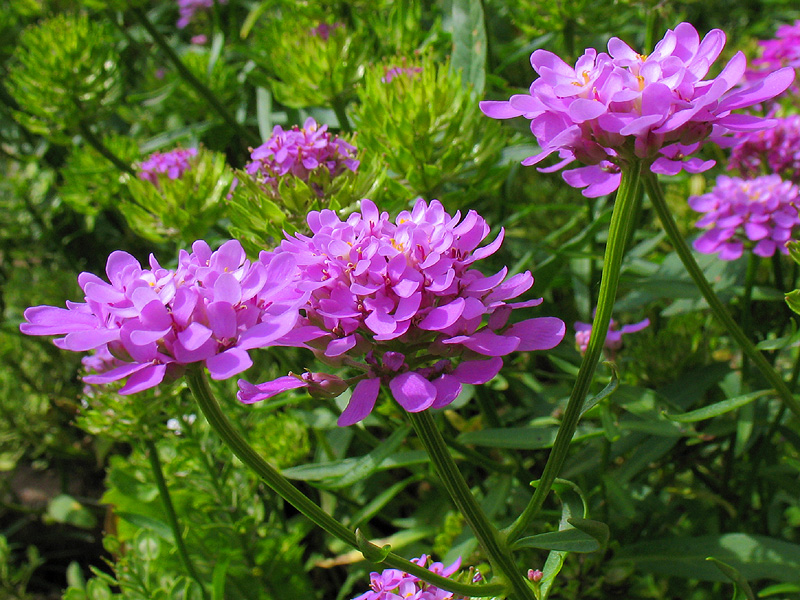 Image of Iberis umbellata specimen.