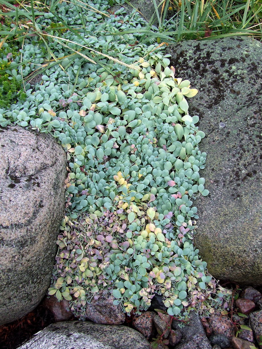 Image of Mertensia maritima specimen.