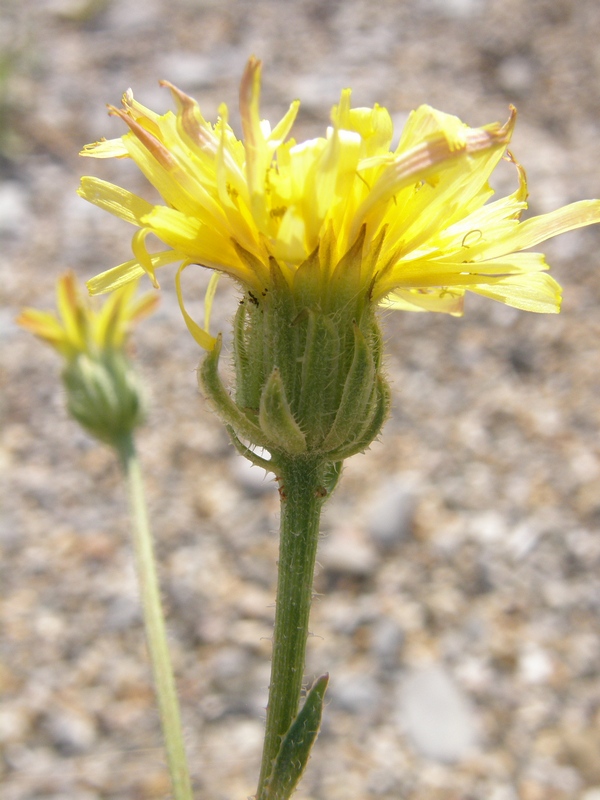 Изображение особи Crepis rhoeadifolia.