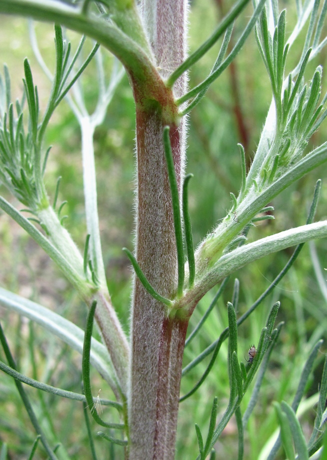 Image of Artemisia campestris specimen.