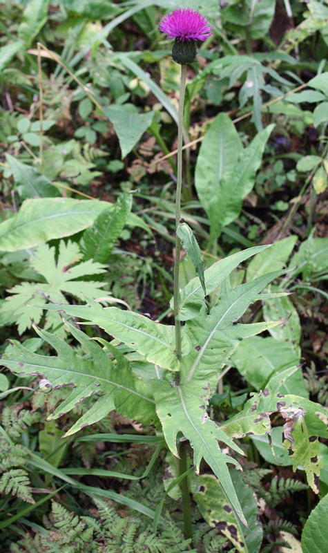 Image of Cirsium heterophyllum specimen.