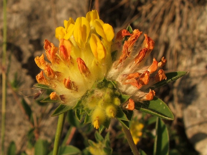 Image of Anthyllis macrocephala specimen.