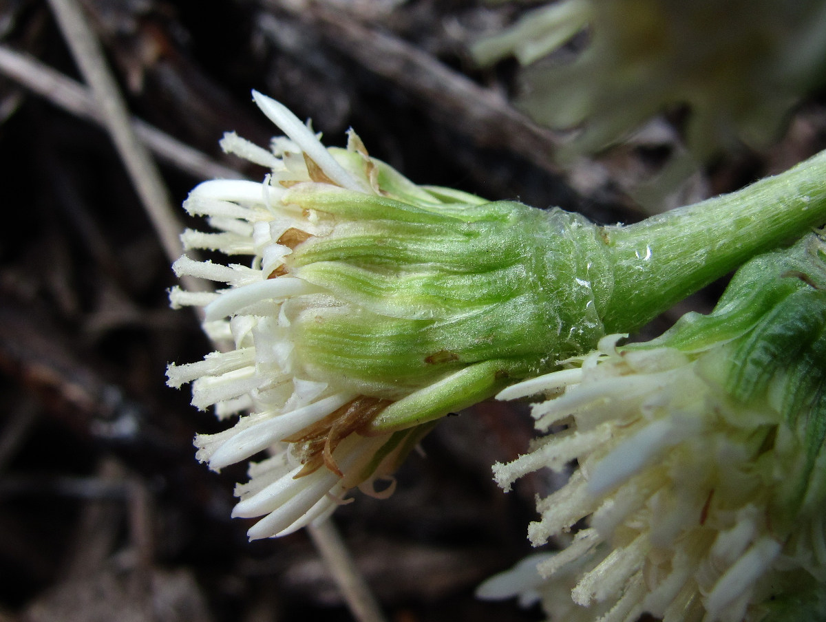 Изображение особи Petasites spurius.