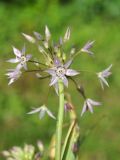 Allium campanulatum