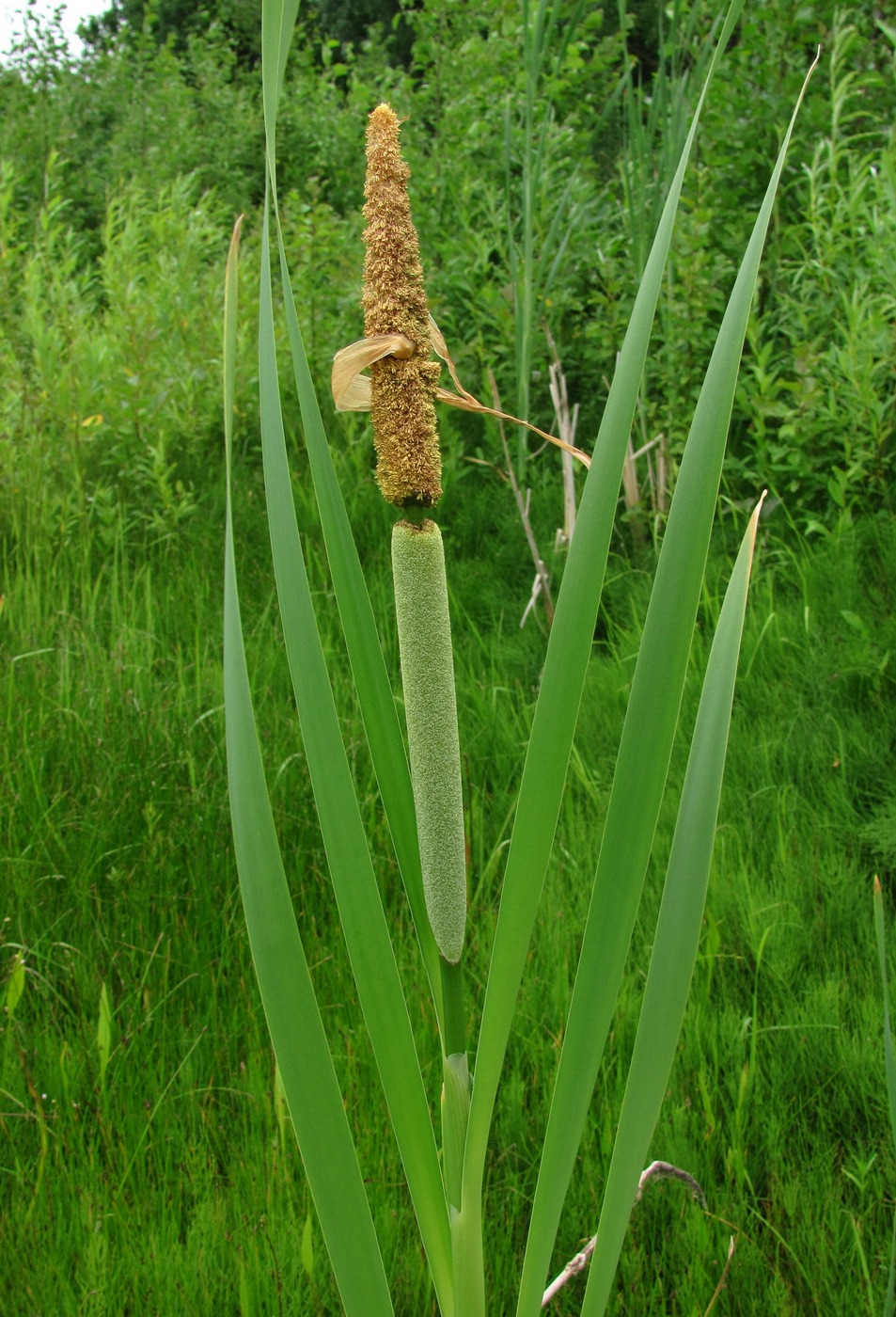 Изображение особи Typha latifolia.