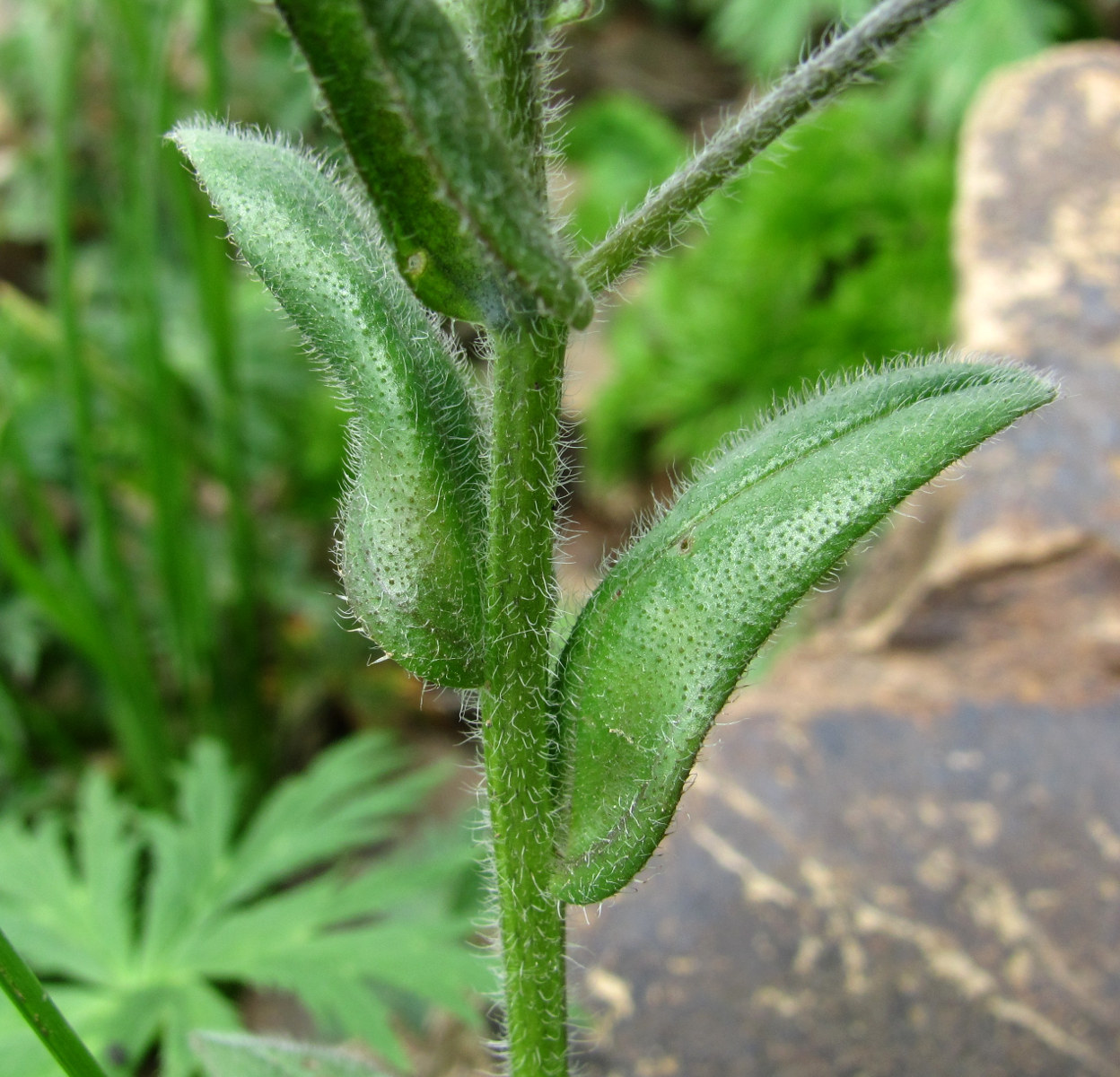 Image of Myosotis alpestris specimen.