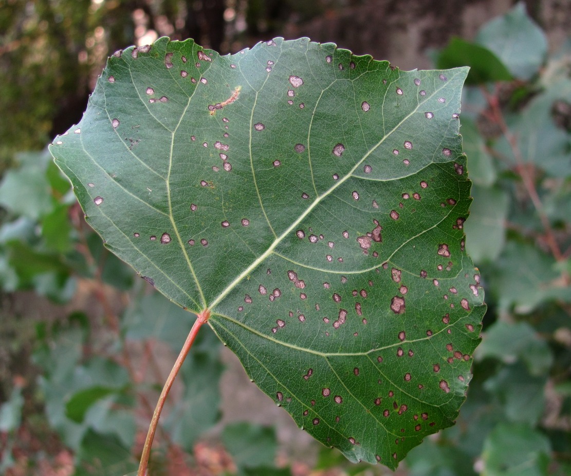 Image of Populus nigra specimen.