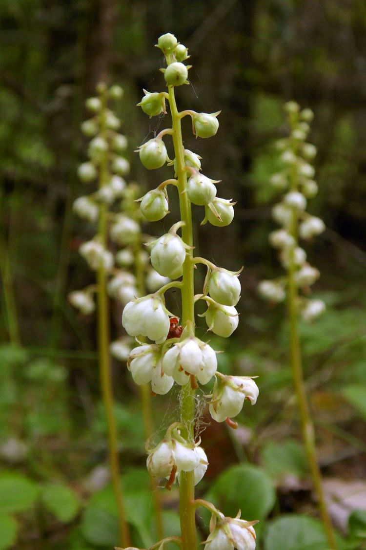 Image of Pyrola rotundifolia specimen.