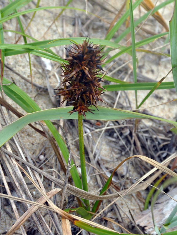 Image of Carex macrocephala specimen.