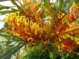 Grevillea robusta. Соцветия, видны капельки нектара. Австралия, г. Брисбен, уличное озеленение. 25.10.2015.