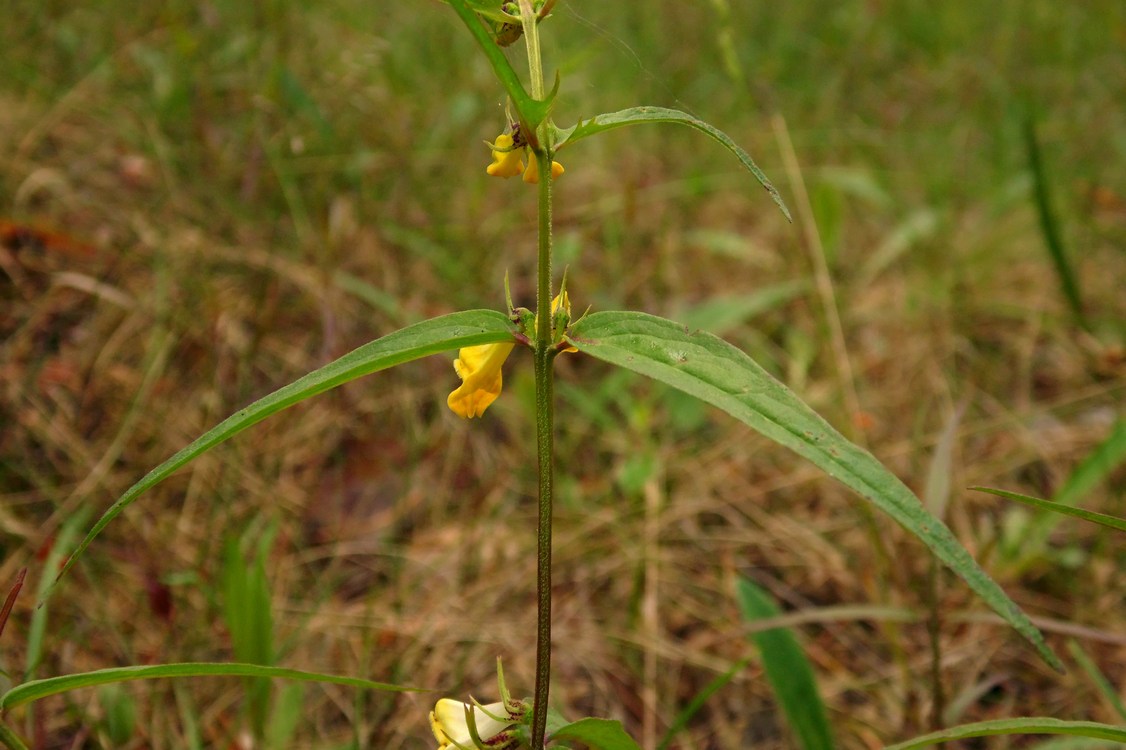 Image of Melampyrum pratense specimen.