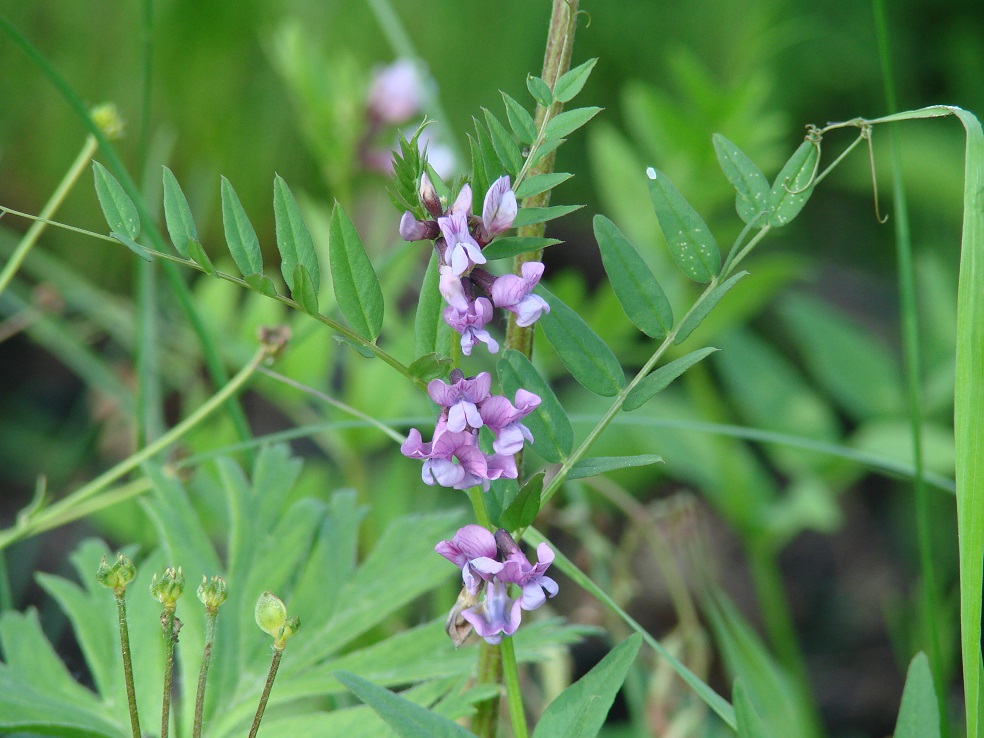 Изображение особи Vicia sepium.