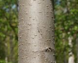 Ulmus laevis. Часть ствола молодого дерева. Восточный Казахстан, г. Усть-Каменогорск, Лесхоз. 03.05.2015.