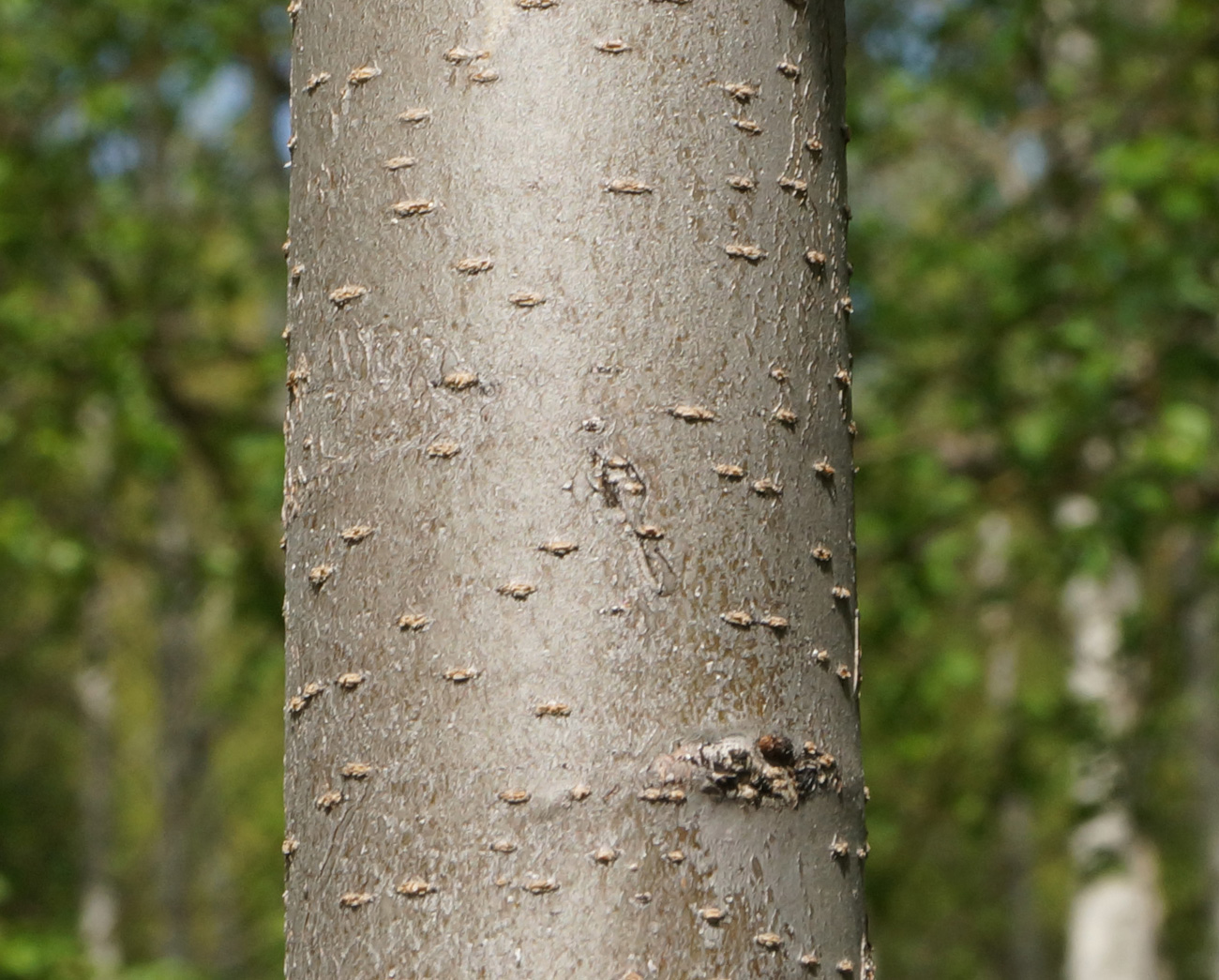 Изображение особи Ulmus laevis.