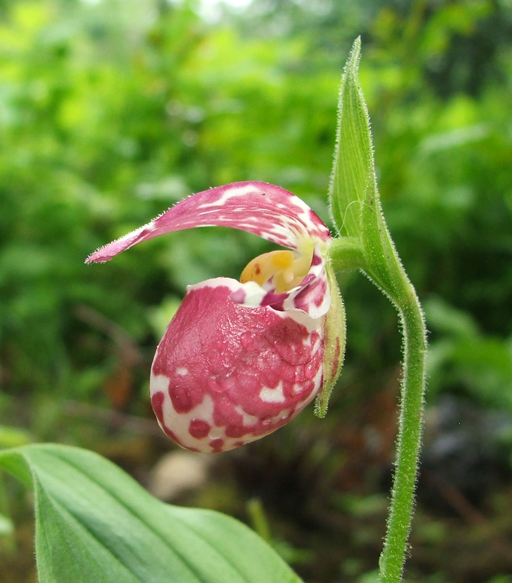 Изображение особи Cypripedium guttatum.