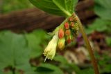 Symphytum grandiflorum