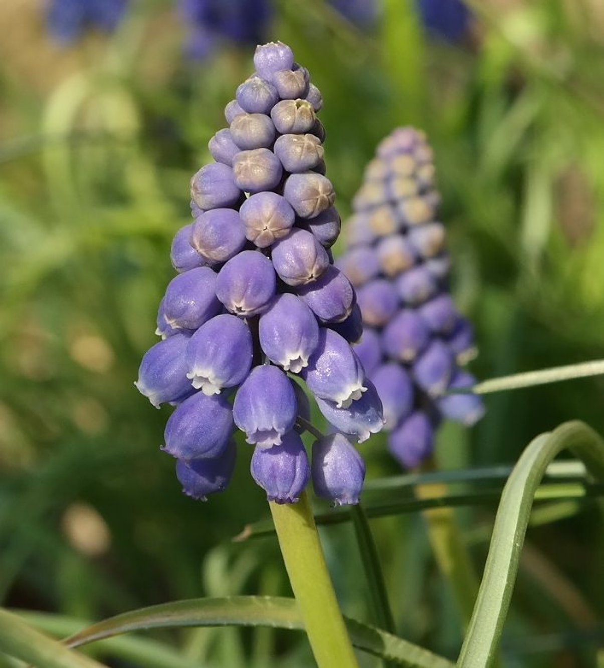 Image of genus Muscari specimen.