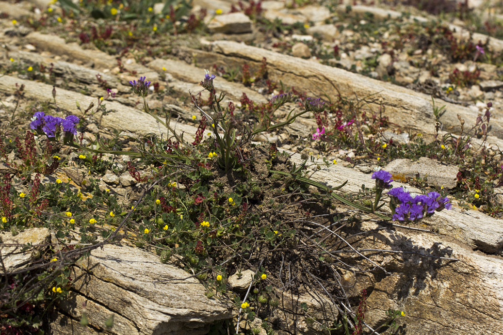 Image of Limonium sinuatum specimen.