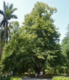 Tilia begoniifolia. Старое дерево. Возраст ≈ 350 лет. Абхазия, Сухуми, Сухумский ботанический сад. 19.08.2015.