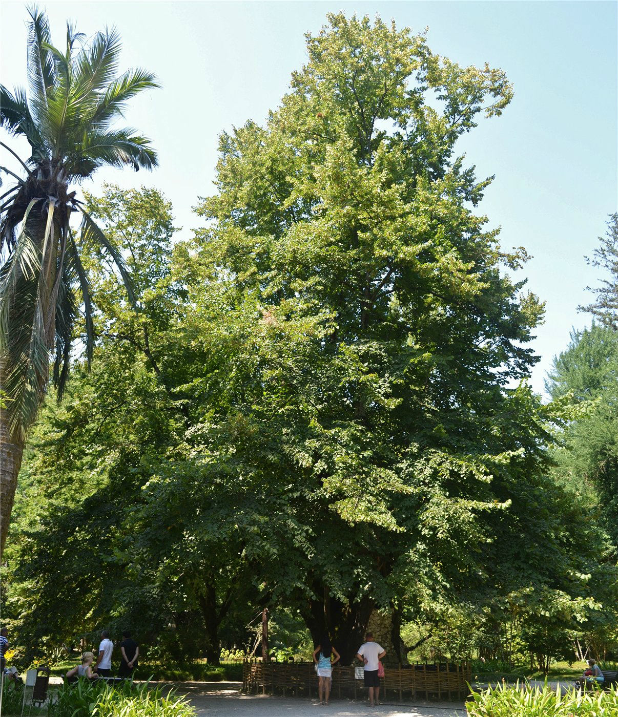 Image of Tilia begoniifolia specimen.