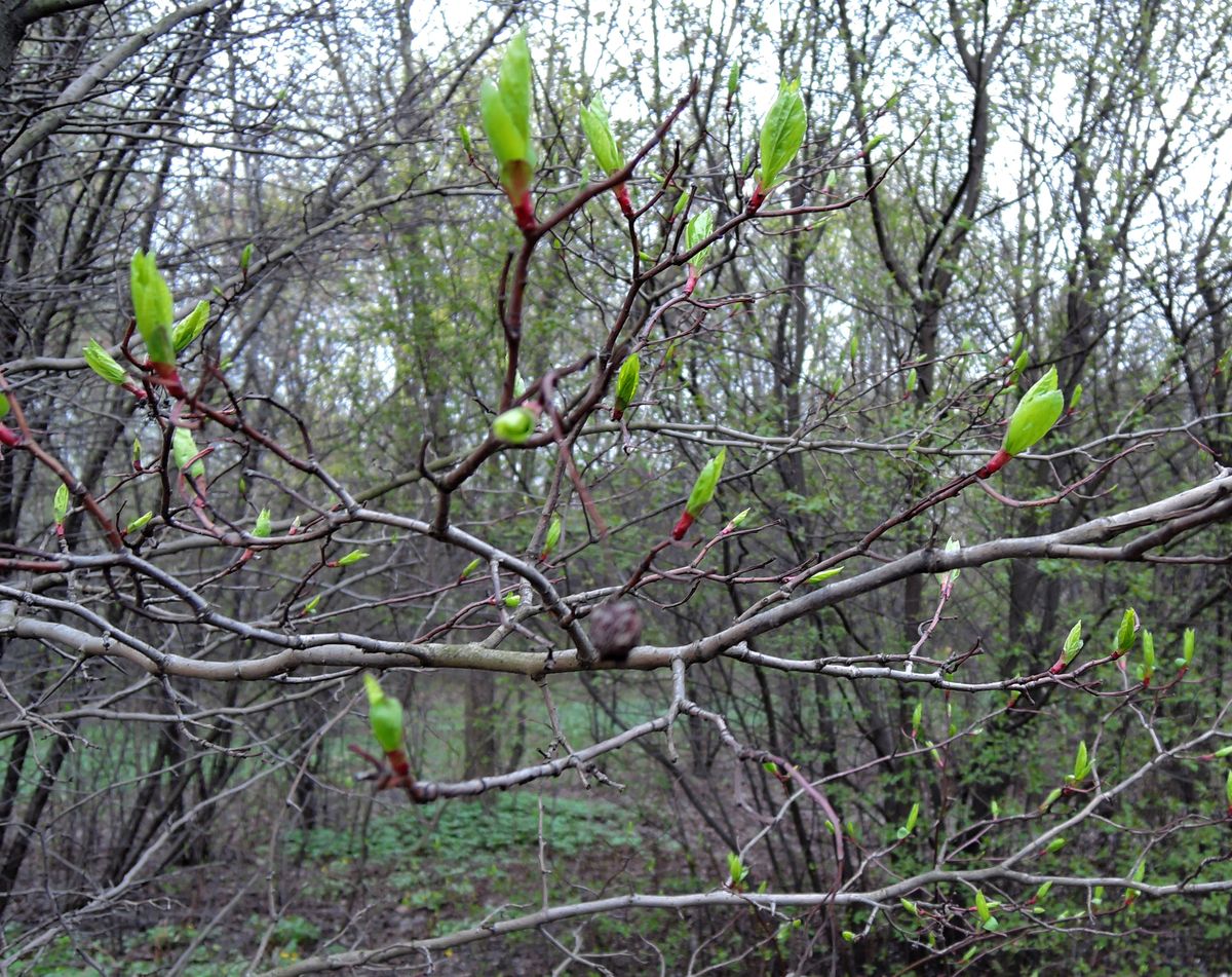 Image of Crataegus rivularis specimen.