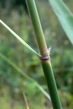 Phragmites australis