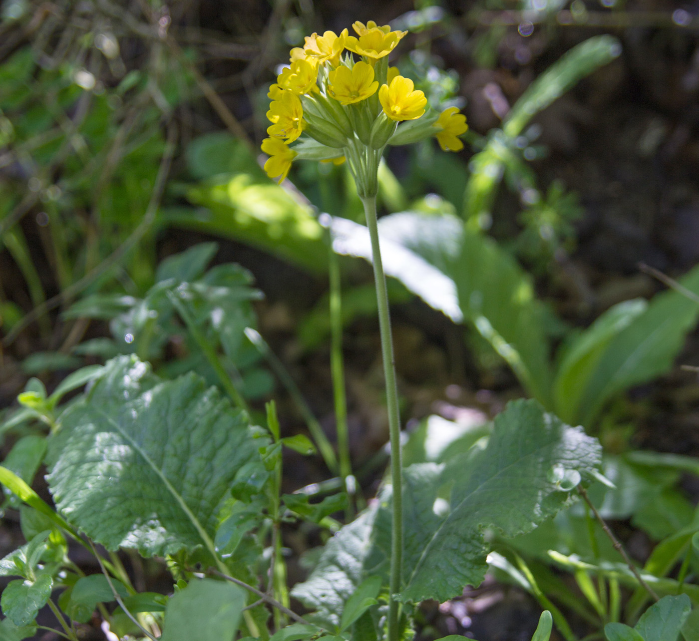 Image of Primula macrocalyx specimen.