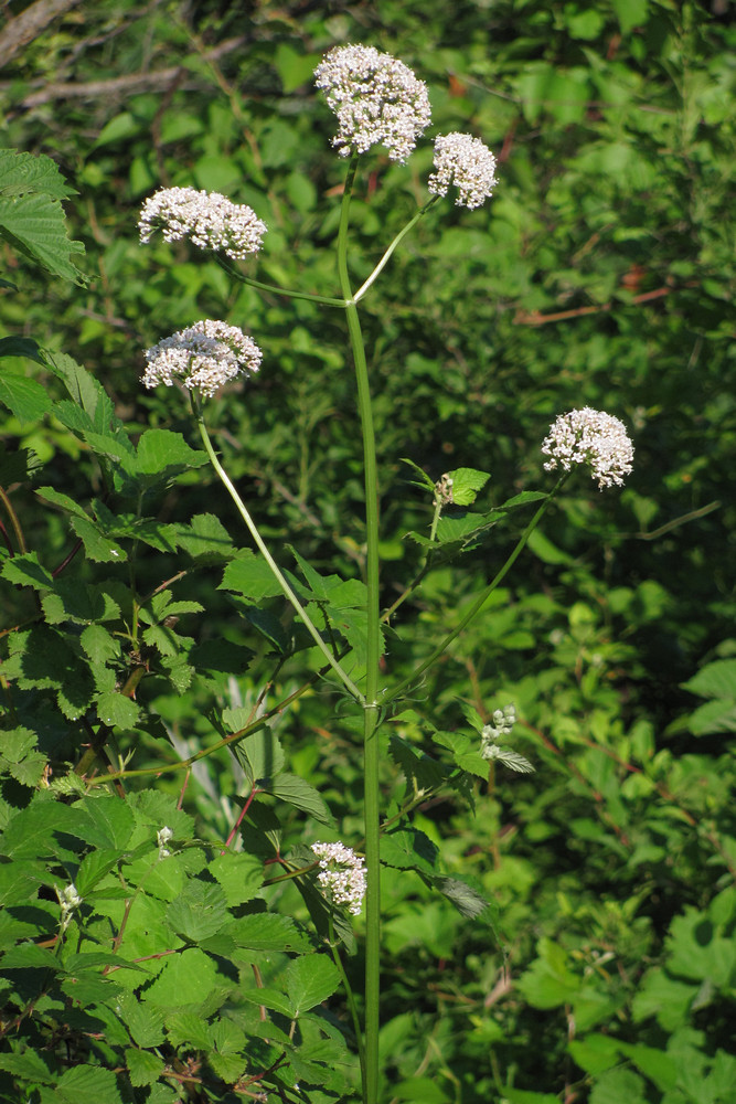 Image of Valeriana grossheimii specimen.