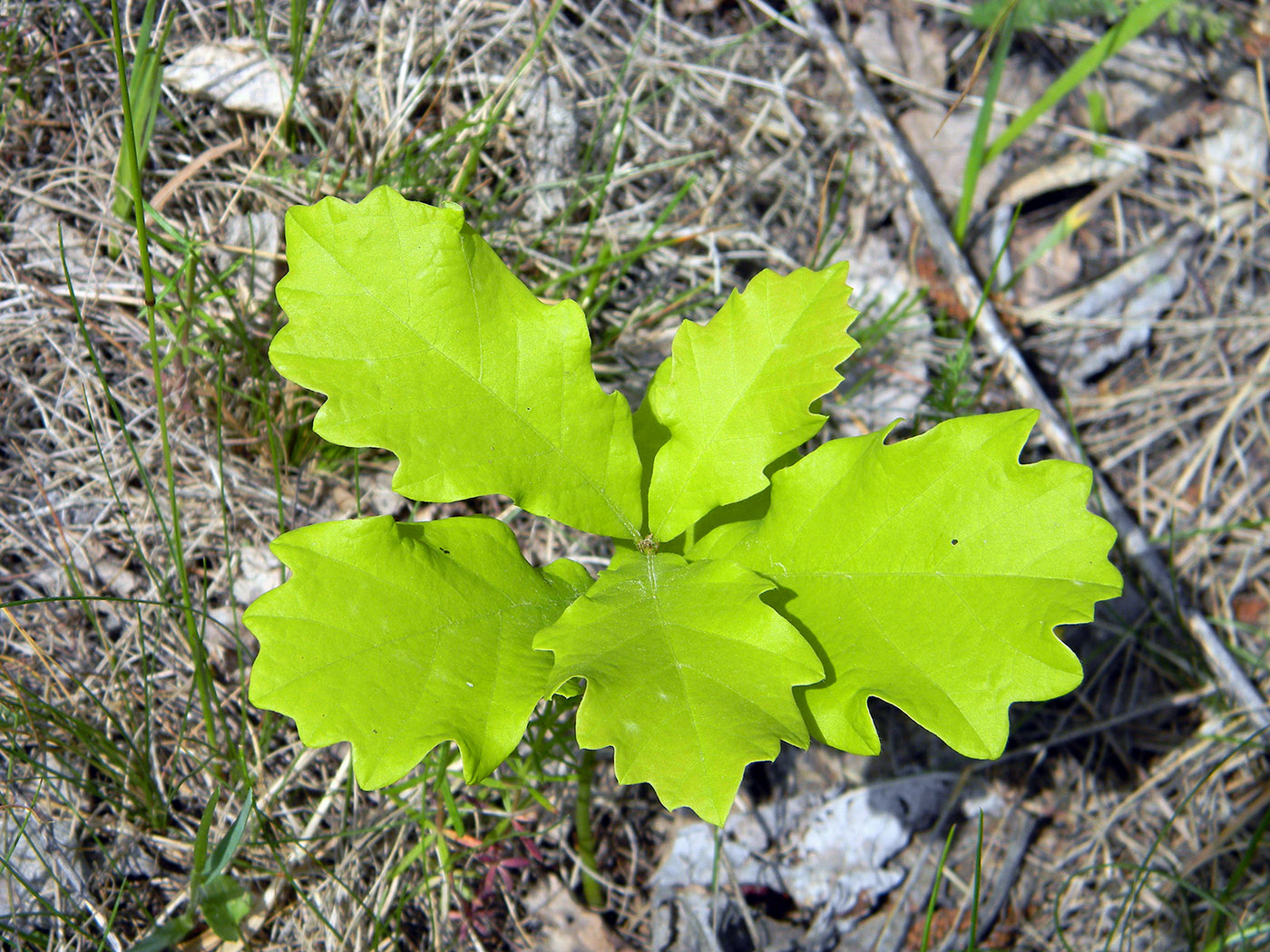 Image of Quercus robur specimen.