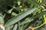 Nerium oleander. Лист. Греция, о. Крит, Ретимно (Ρέθυμνο), в культуре. 06.05.2014.