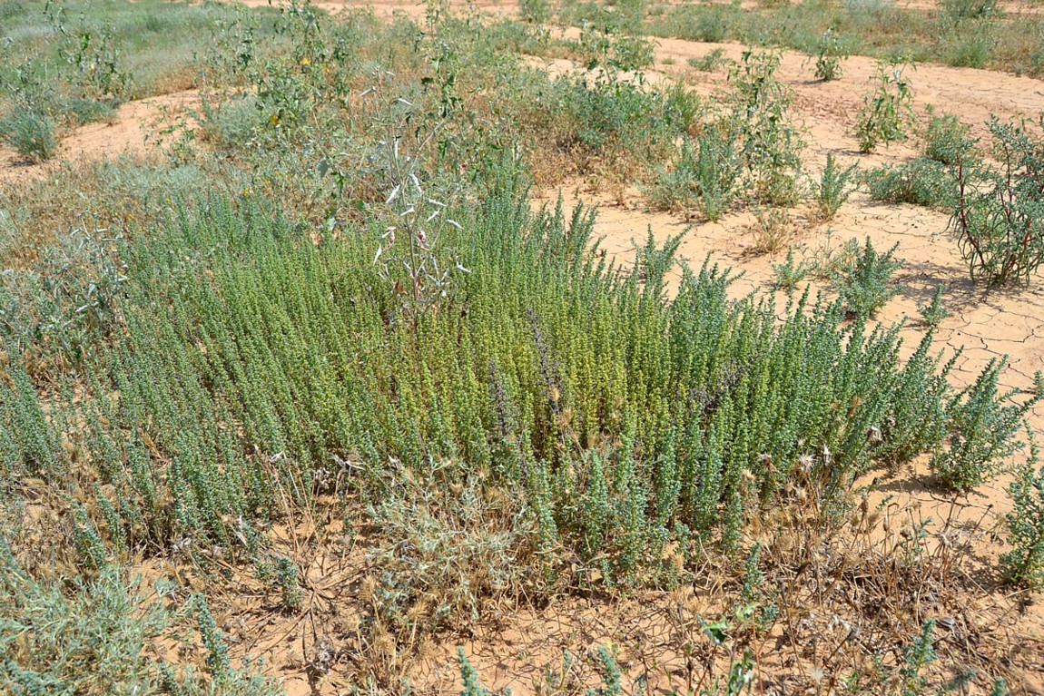 Изображение особи Salsola foliosa.