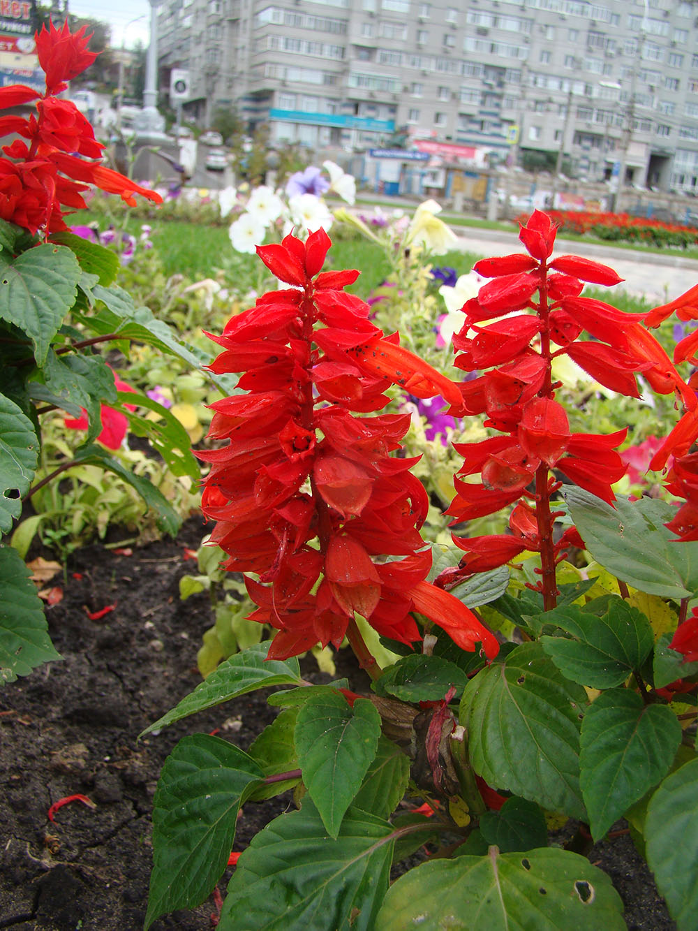 Image of Salvia splendens specimen.