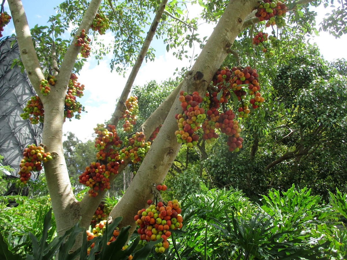 Изображение особи Ficus racemosa.