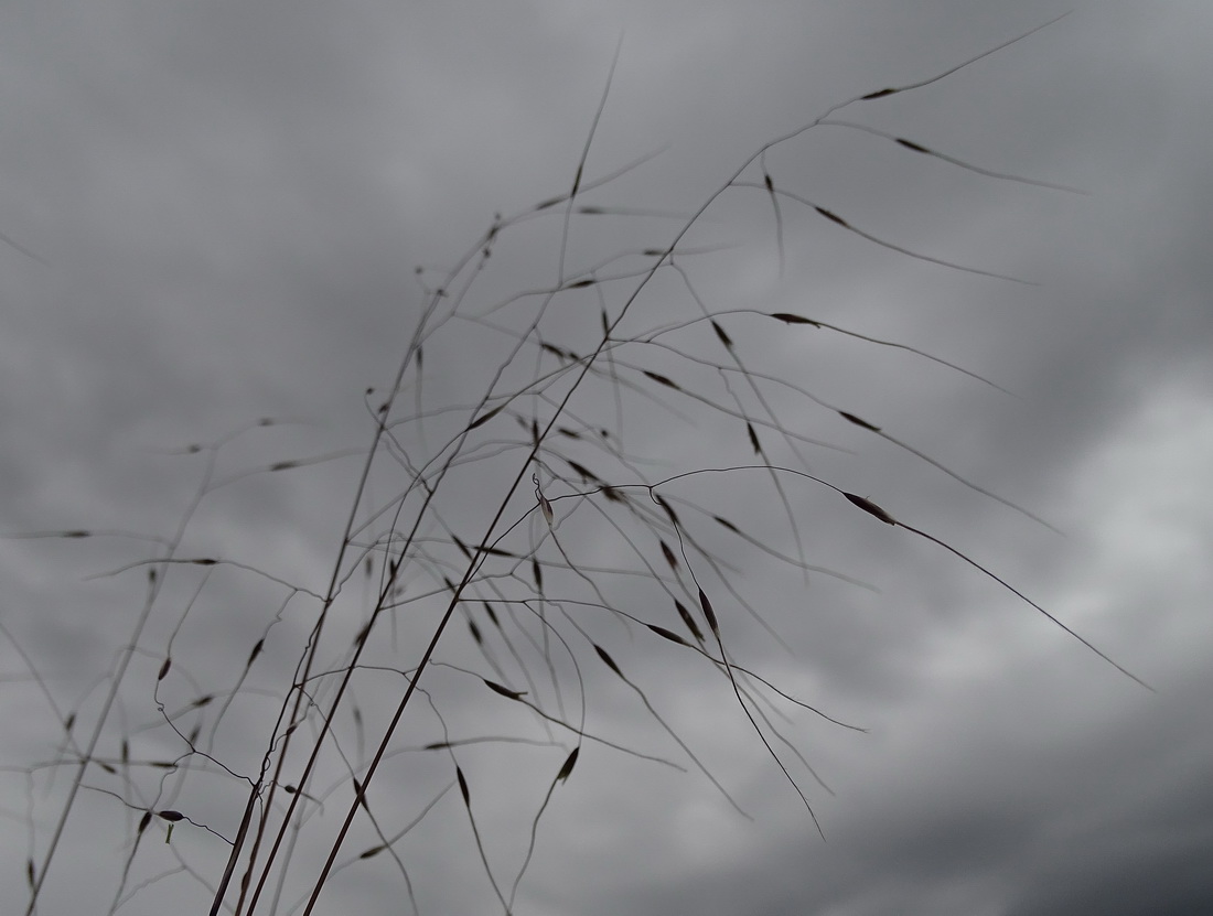 Image of Ptilagrostis mongholica specimen.