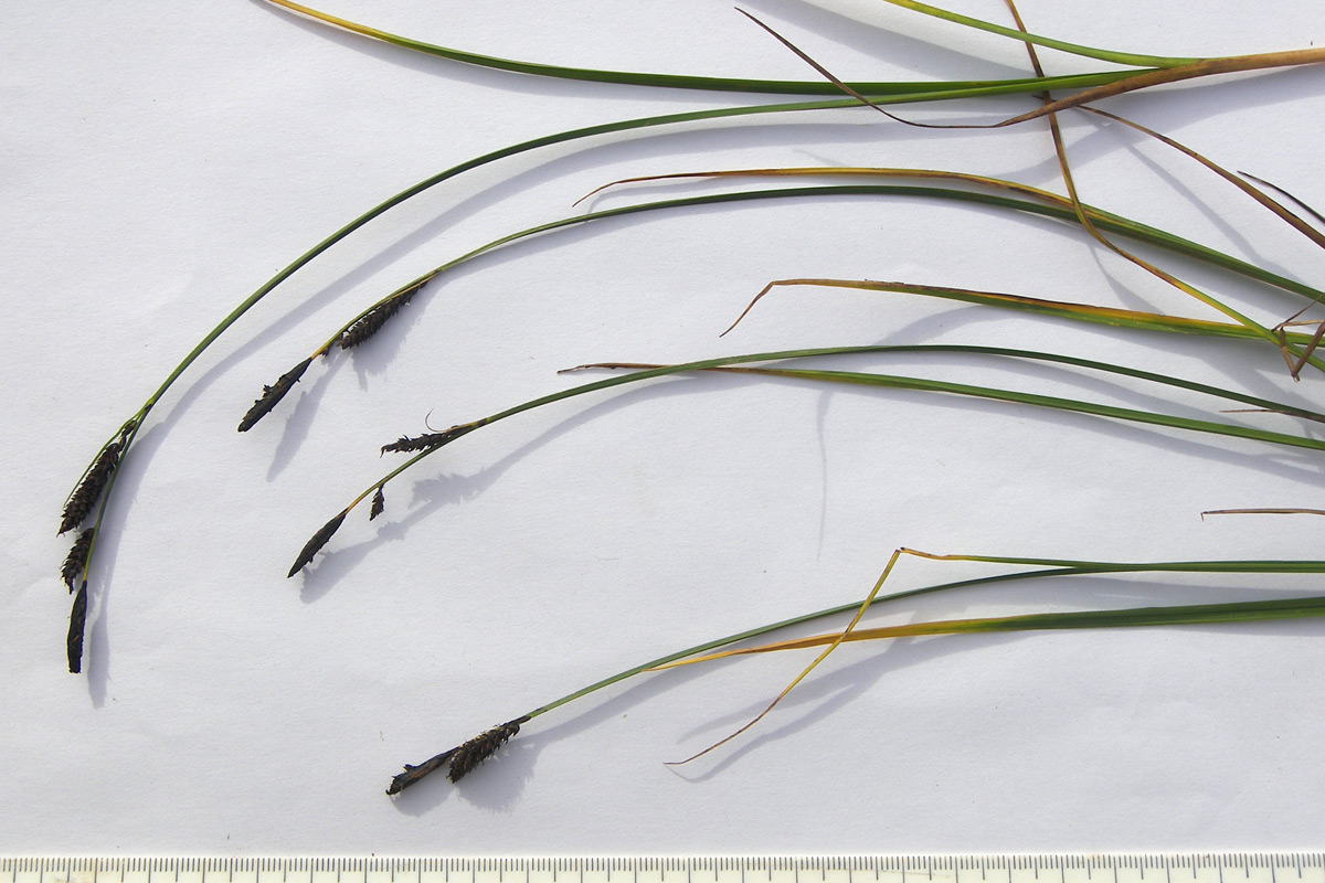 Image of Carex transcaucasica specimen.