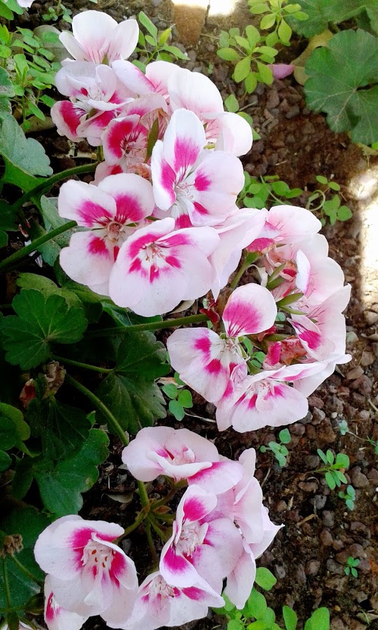 Image of Pelargonium hortorum specimen.