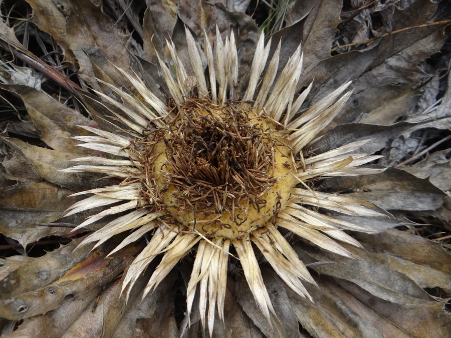 Image of Carlina onopordifolia specimen.