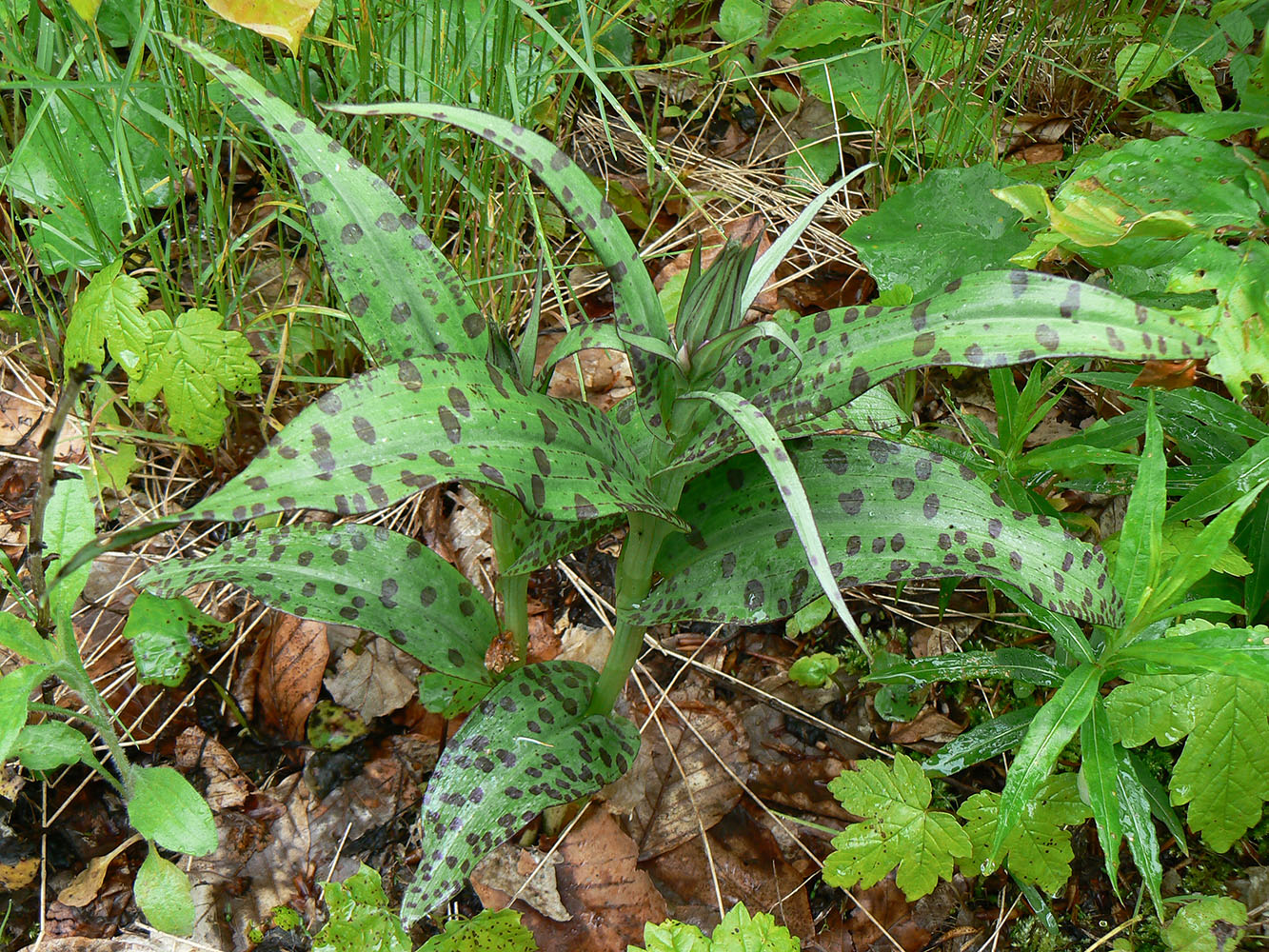 Image of genus Dactylorhiza specimen.