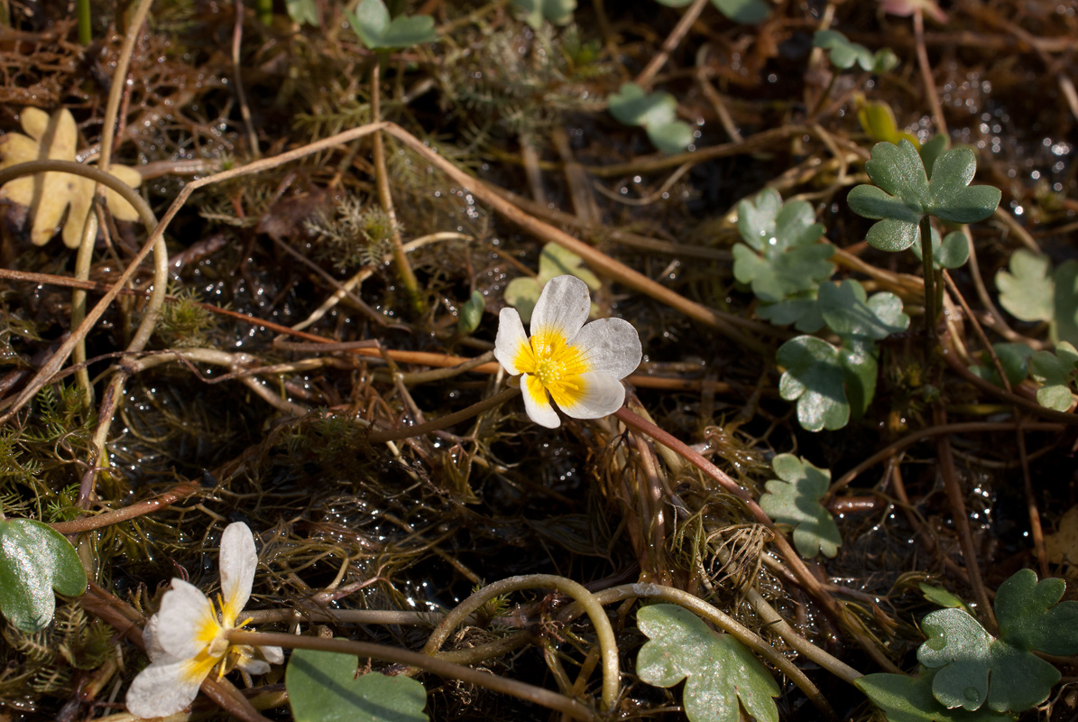 Image of Ranunculus mongolicus specimen.