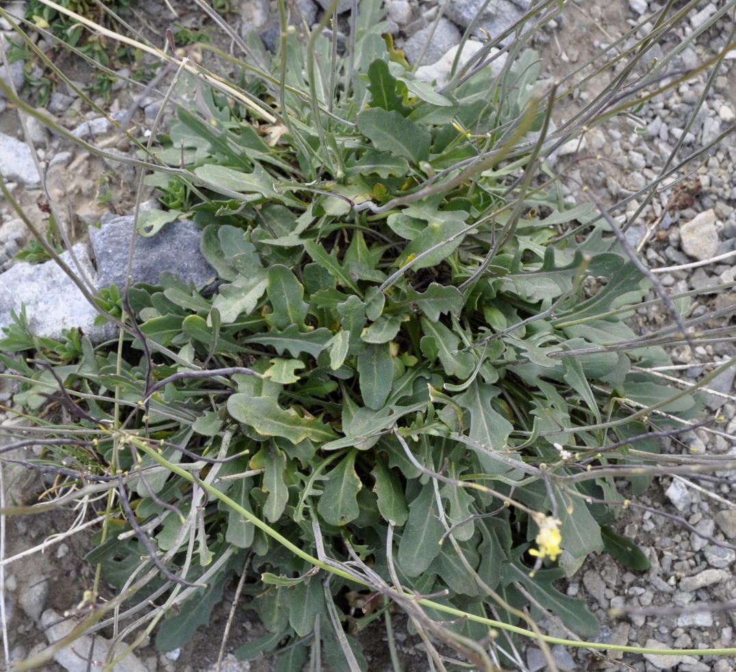 Image of Brassica nivalis specimen.