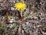 род Taraxacum. Цветущее растение. Украина, г. Запорожье, восточная окраина, долина р. Мокрая Московка, луговая степь. 08.04.2017.