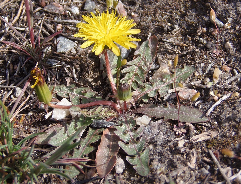 Изображение особи род Taraxacum.