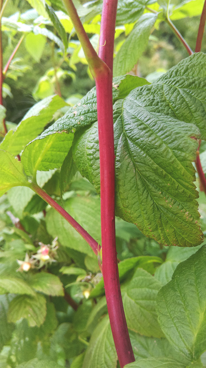 Изображение особи Rubus idaeus.