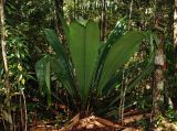 Johannesteijsmannia altifrons. Вегетирующее растение. Малайзия, штат Саравак, национальный парк Бако; о-в Калимантан, влажный тропический лес. 10.05.2017.