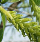 Salix euxina. Основание женского соцветия. Краснодарский край, Кущёвский р-н, станица Шкуринская. 15.04.2010.