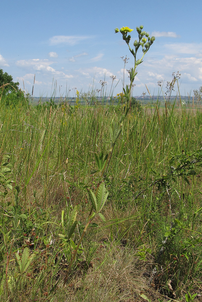 Image of Potentilla recta ssp. pilosa specimen.